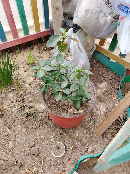 Продам растения для сада