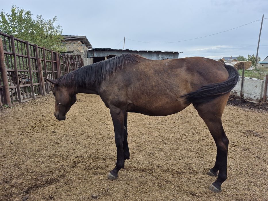 2жасар ағылшын байтал сатылады
