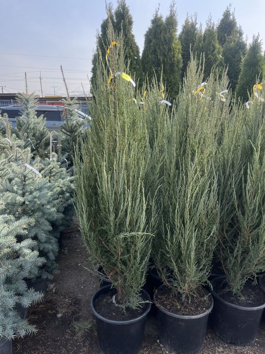 Озеленение городских и частных объектов.