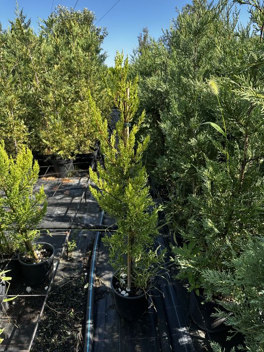 Лавровишна,футиния! Рози,лейланди и смарагд!