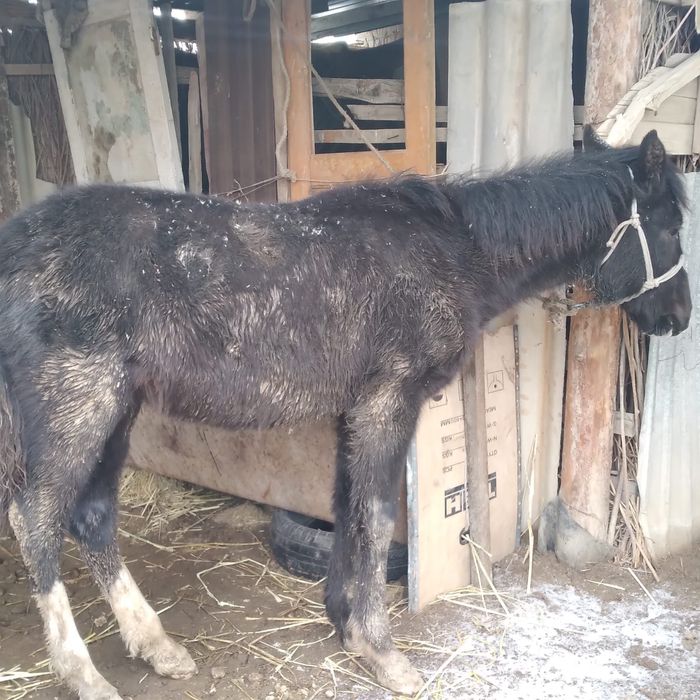 тай сатыладыыыы!