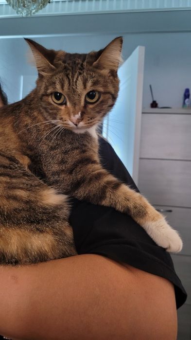 Отдадим тигрулю в добрые руки