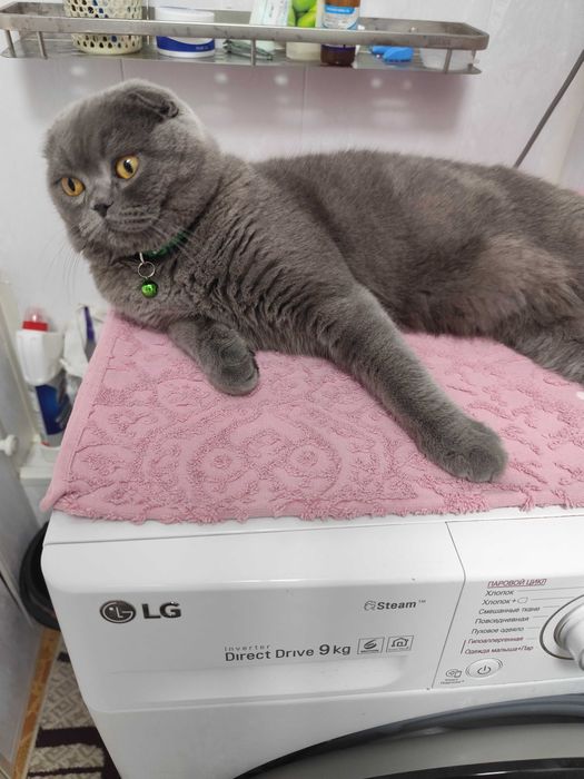 Вязка скоттиш фолд