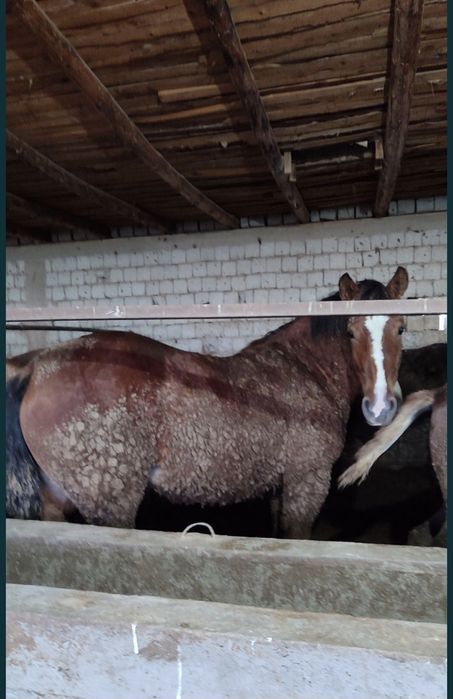 Жылқы еті, жылкы ет,  соғым мясо