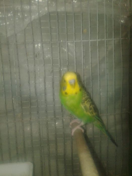 Кушлар сотилади соглом