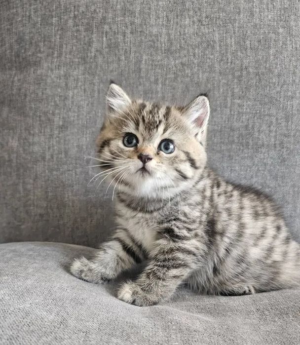 Британские котята
