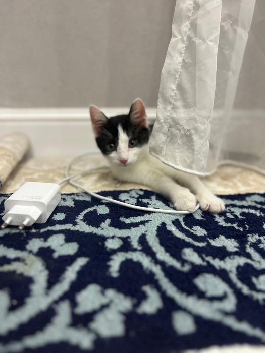 Продаётся котёнок Джессика  5000