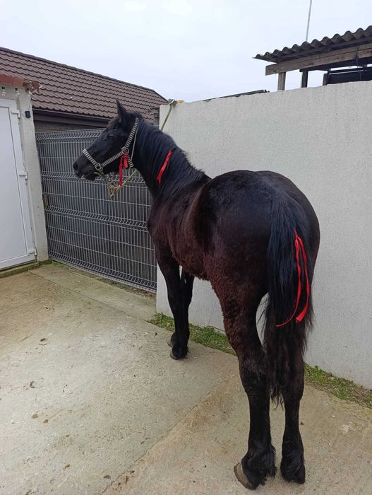 Vând mânz corcitura de frizian cu semigreu