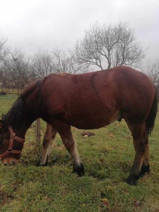 manz de vanzare de 7 luni