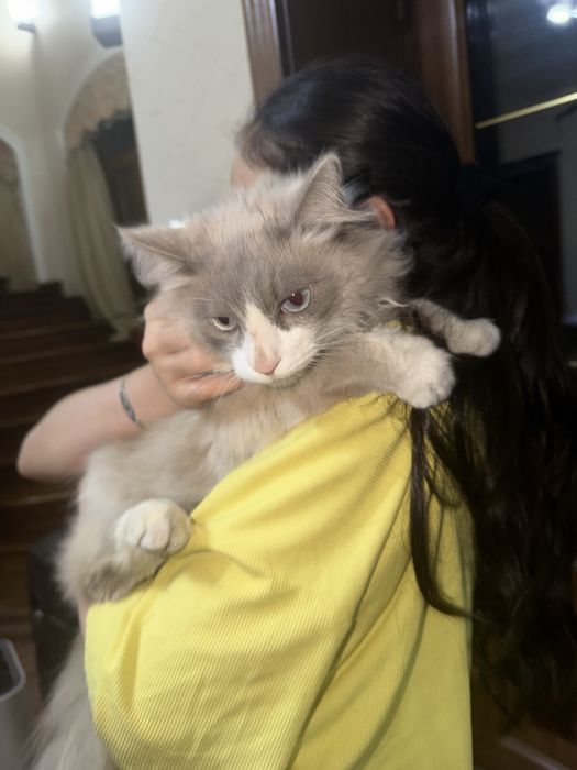 Ragdoll gibrid mushuk