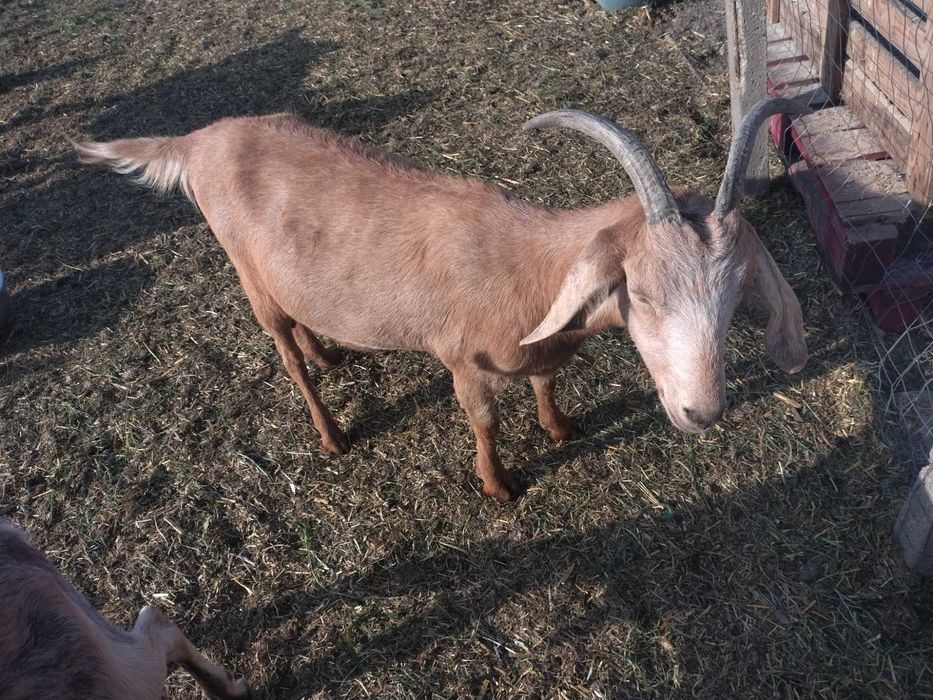 Vând sau schimb țap și capra