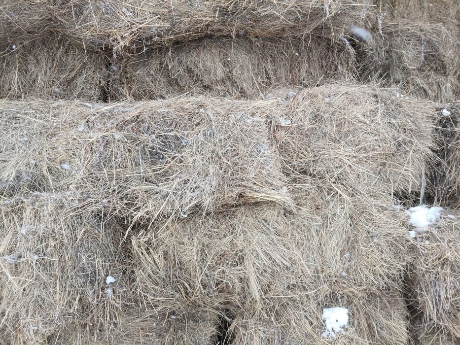 Продам сено тюкованное.