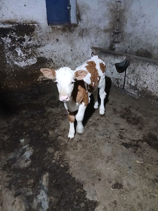 Vând vițel bălțat