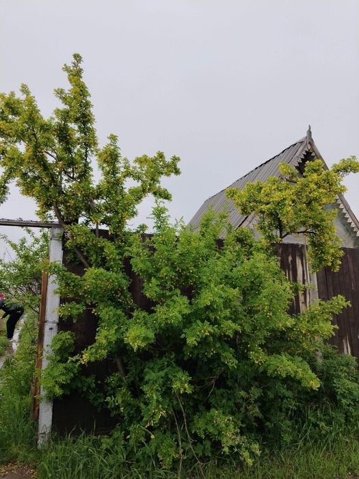 Продам  дачу в городе.