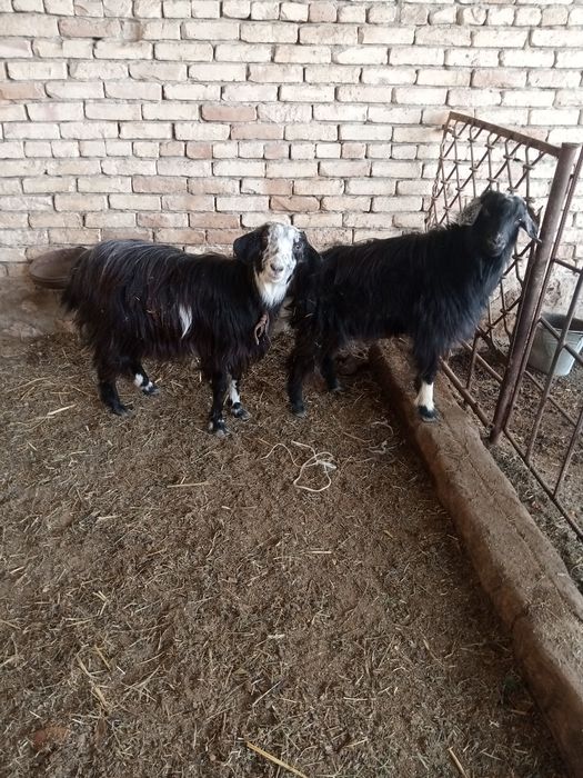 Ona bola 3mln, taka 2mln