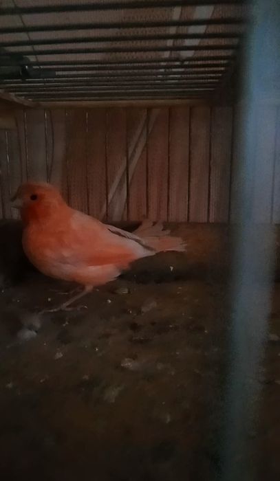 Канарейка Кенар красный