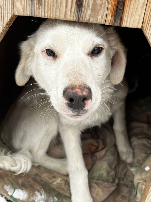 Отдам щенков в хорошие руки