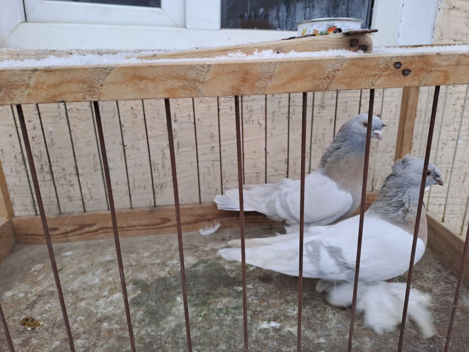 Голуби двухчуб.игровыесамец,сочь.плод-100%