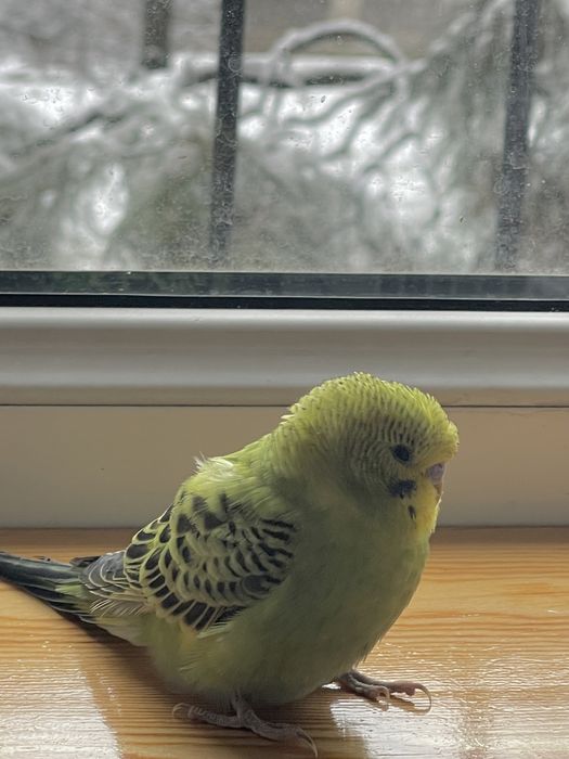 Говорящий Ручной волнистый попугайчик ТОША чик