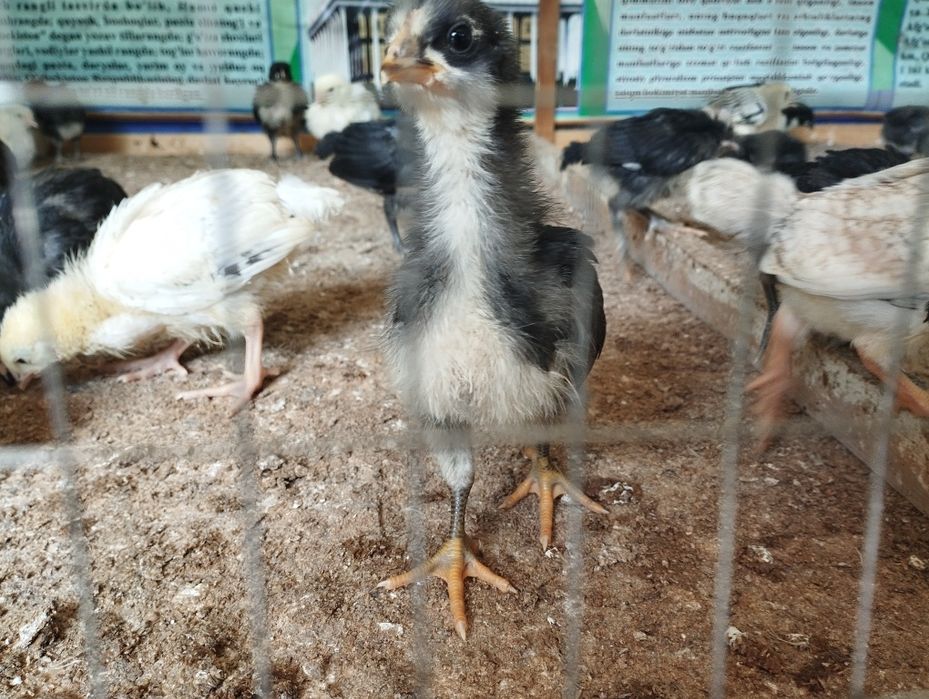 Gigant Jersiy va Adlerskiy Serebriy Zotli Joʻjalar sotuvda.