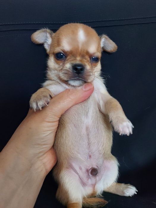 Продаю щенков чихуахуа