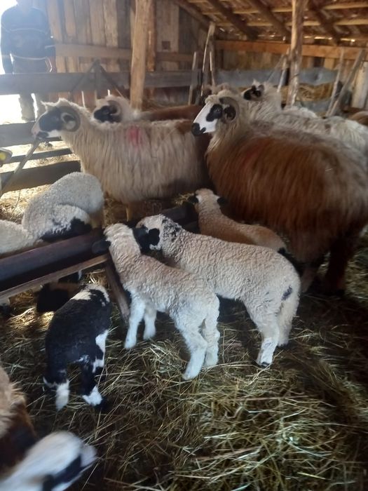 Oi cu miei de vânzare