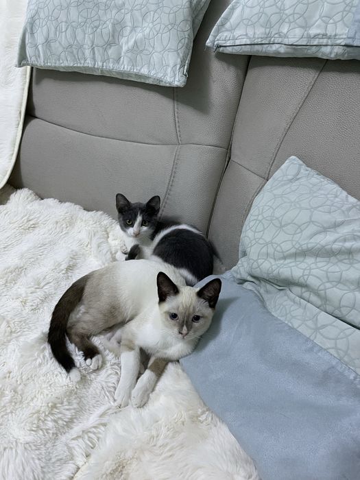 Котенок мальчик 4 мес