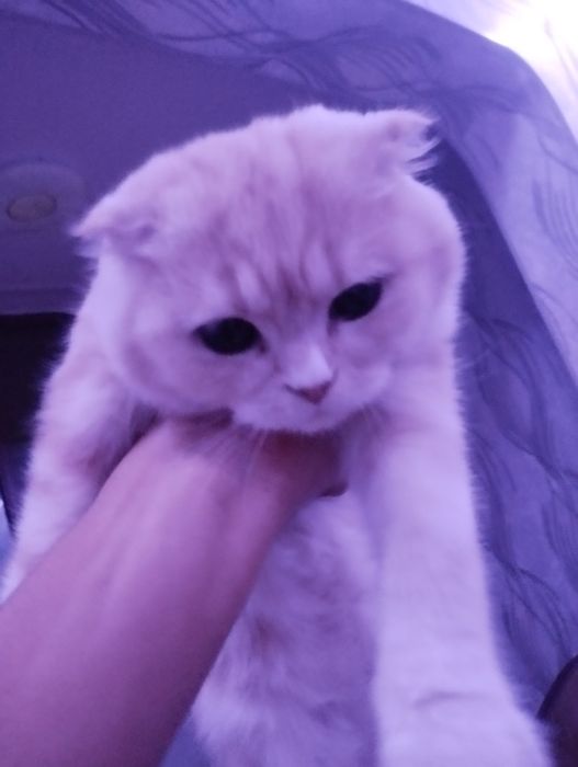 Shatland mushuk 4 oylik