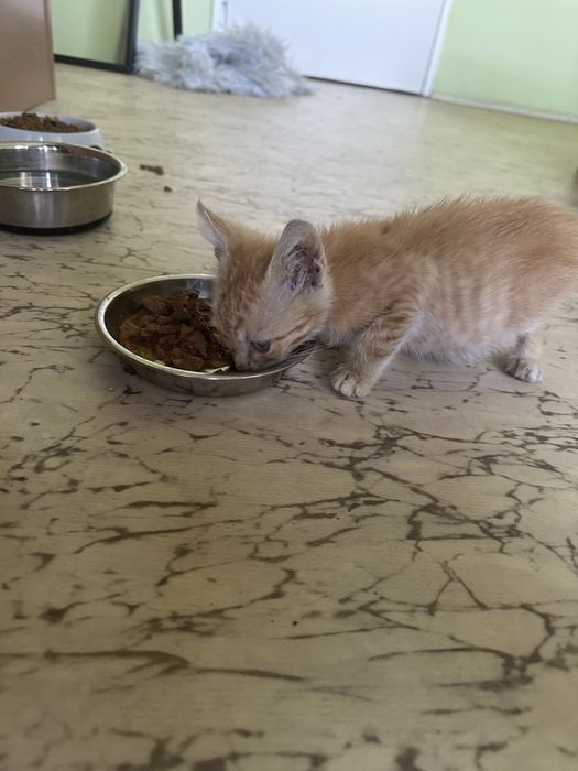 Малко златно котето