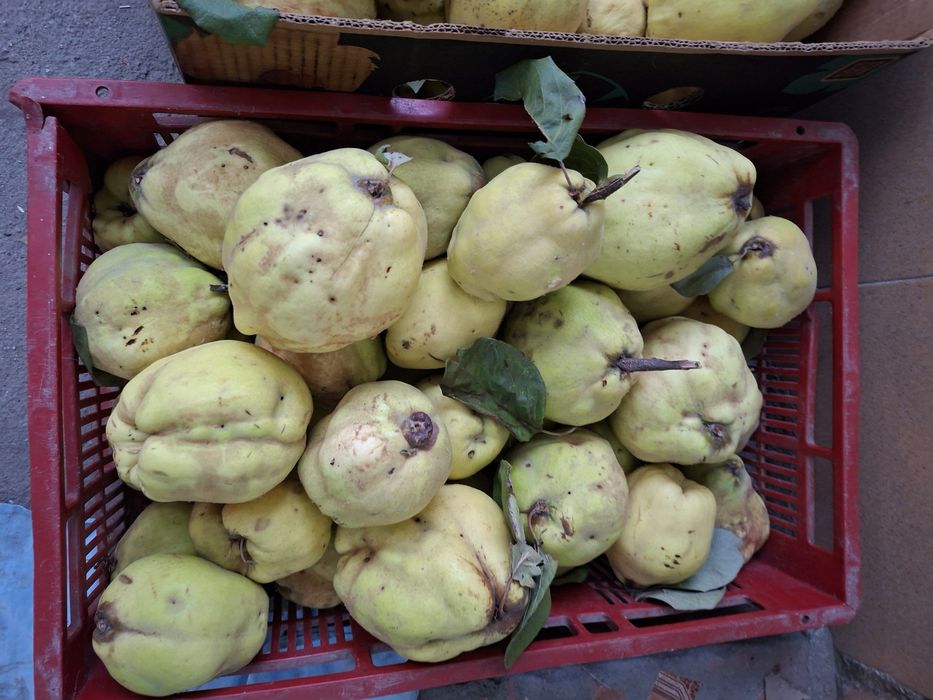 Gutui Romanesti naturale