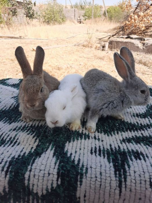 Куён купайтириб даромад килинг. Уйингизда пархез гушт бу Куён булсин.