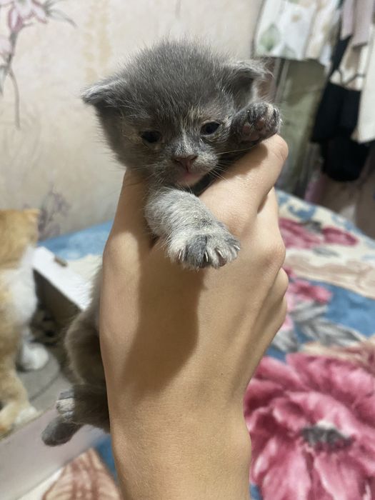 Отдам котят даром