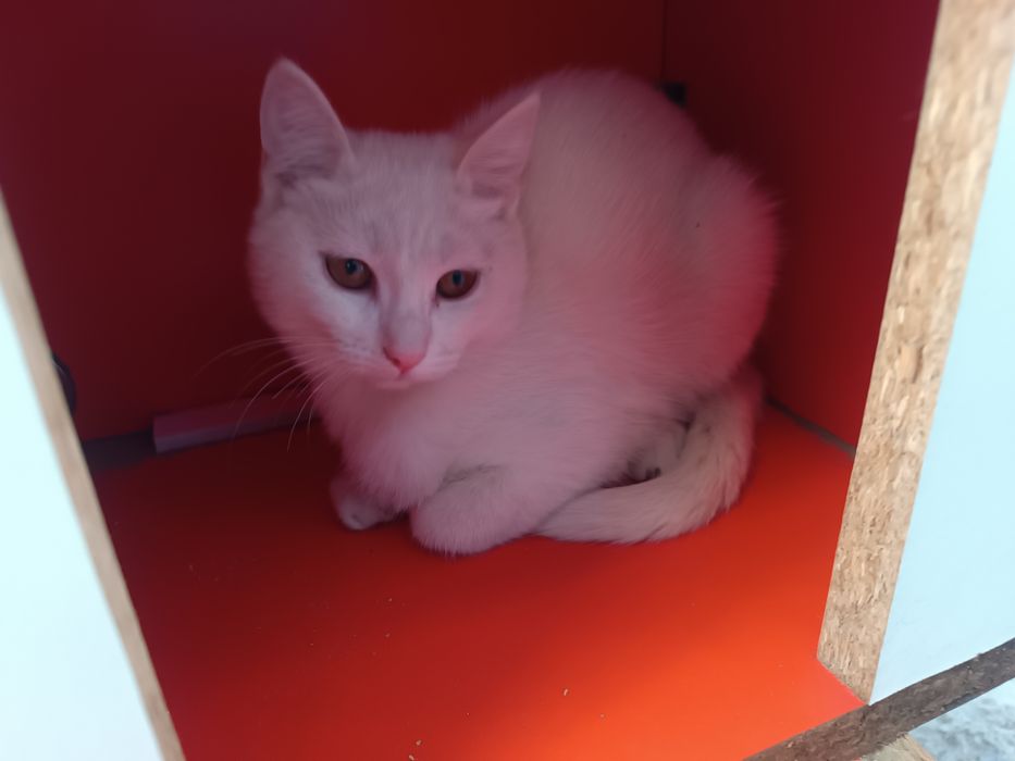 Домашние котята.