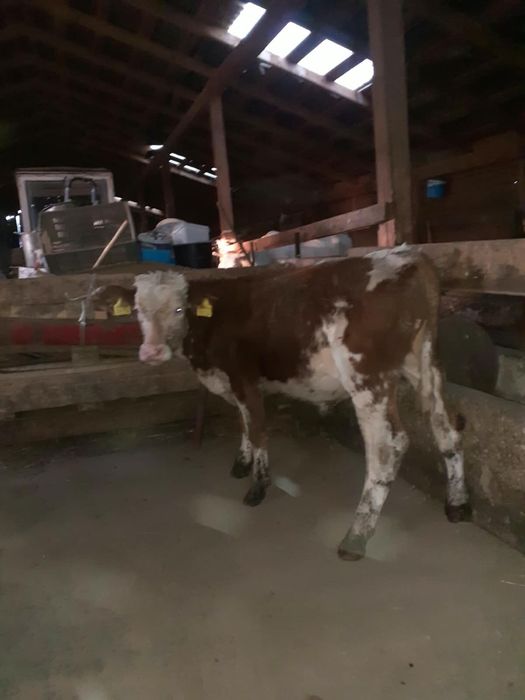 Vând tauraș de 4 luni