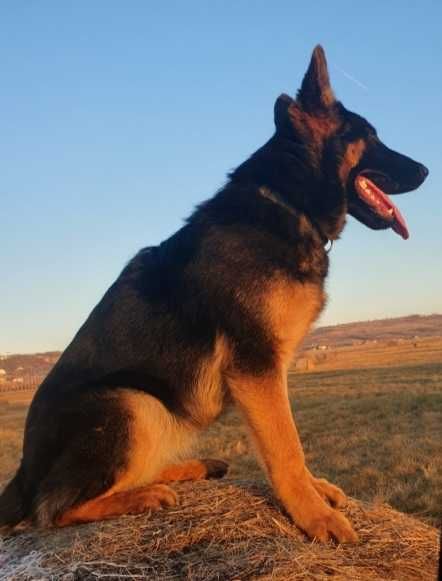 Ciobanesc german, 1 an si 9luni