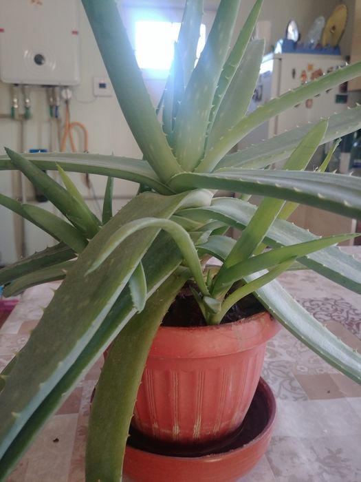 Алоэ Вера лечебный