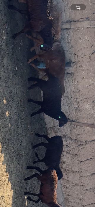 Urgochi qozila sotiladi