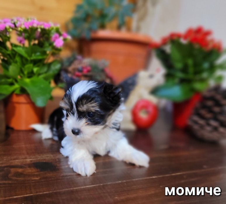 Бивер Йоркширски териер-бивър