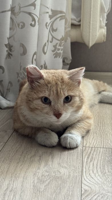 Ищу хозяина для кота, кастрирован