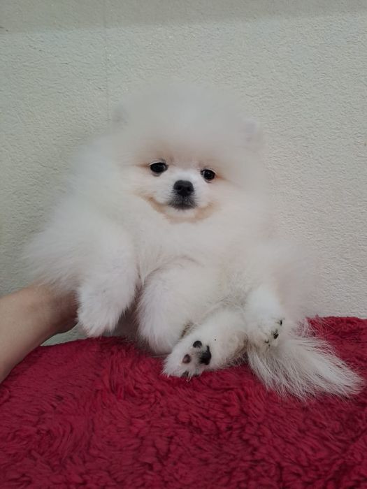 Красивые  шпицы мишки