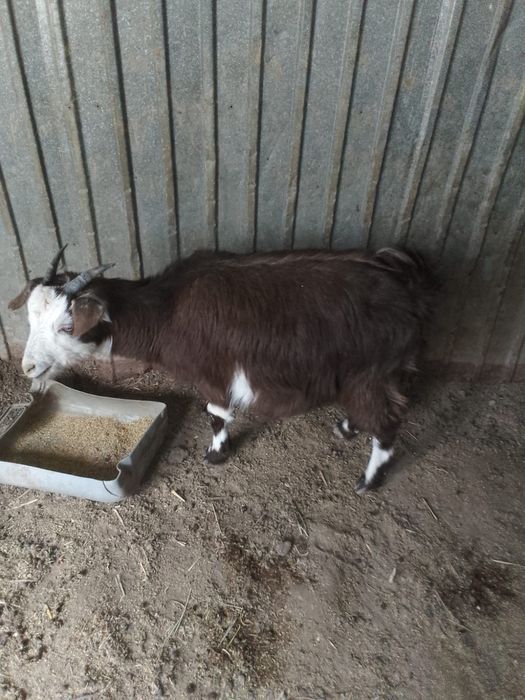 Заненский теке. Ешкилер сатылады