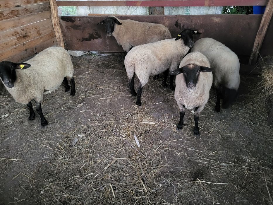 De vanzare oi suffolk