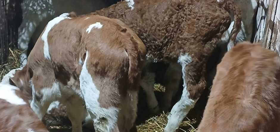 Vitei sugari de vanzare