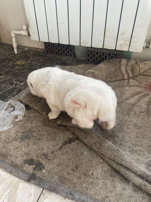 Алабай беккул баба