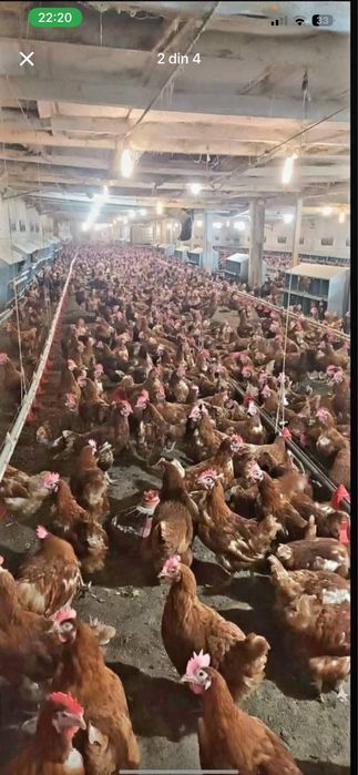 Gaini pentru oaut cu livrare