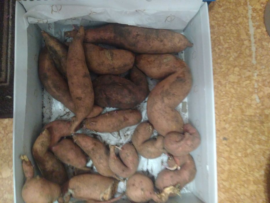 Продам луковицы Рокамболя