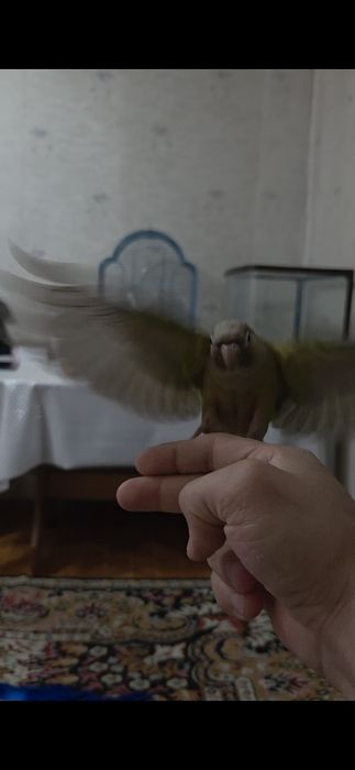 Продам ручных перура говорящий