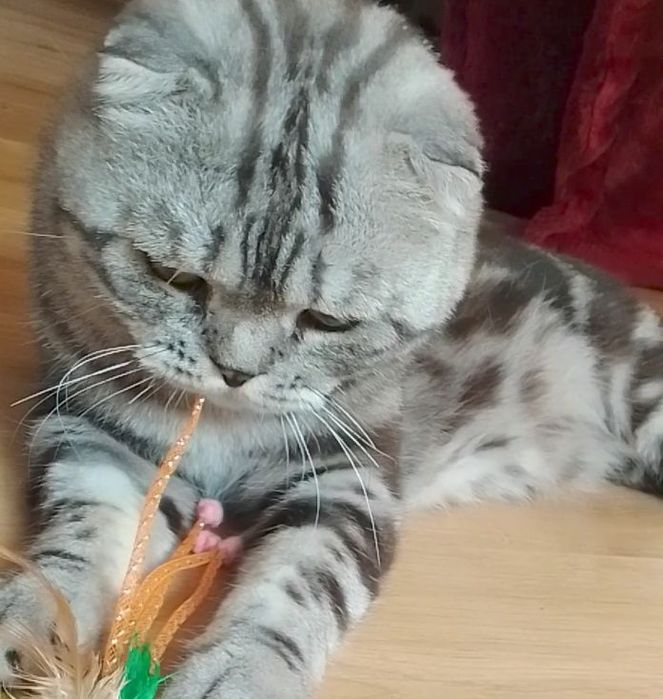 Отдам кота шотландский