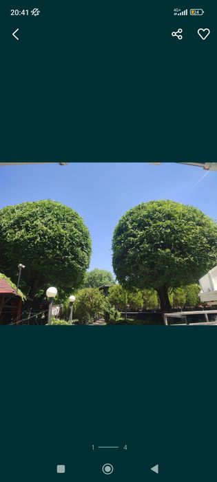 Спил деревьев санитарная обрезка!!!