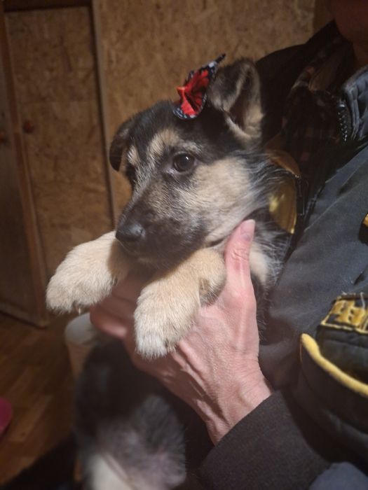 Очаровательные малыши звоночки